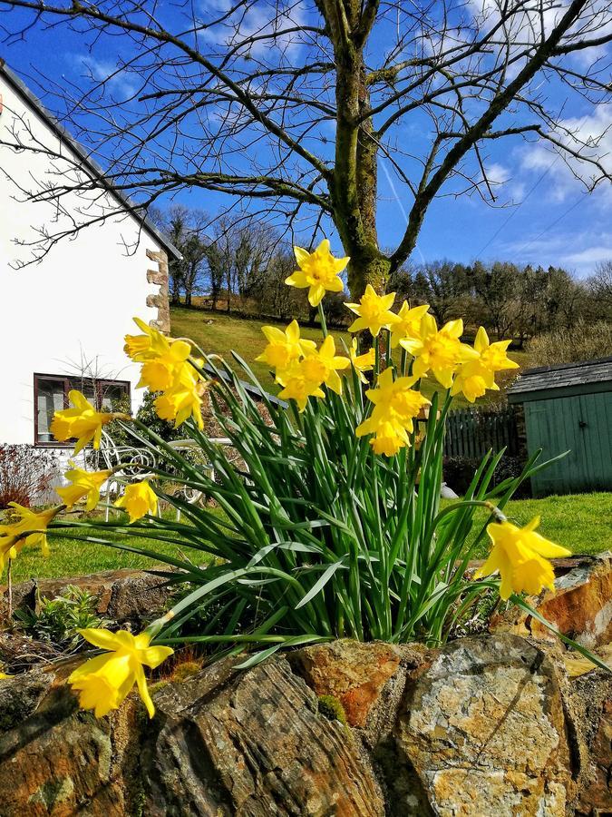 Neuadd Wen Guest House Carmarthen Esterno foto