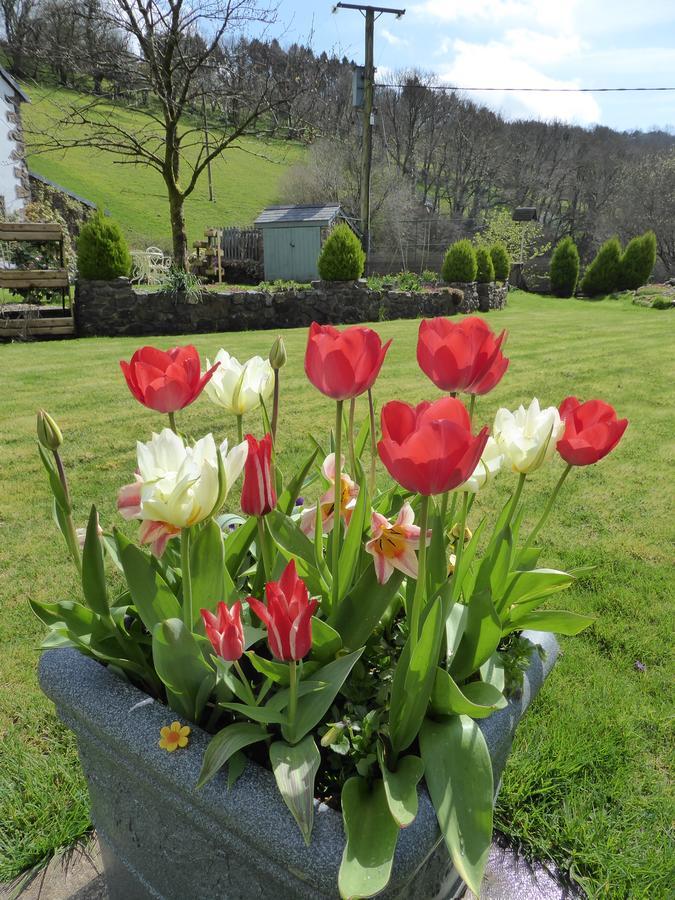 Neuadd Wen Guest House Carmarthen Esterno foto